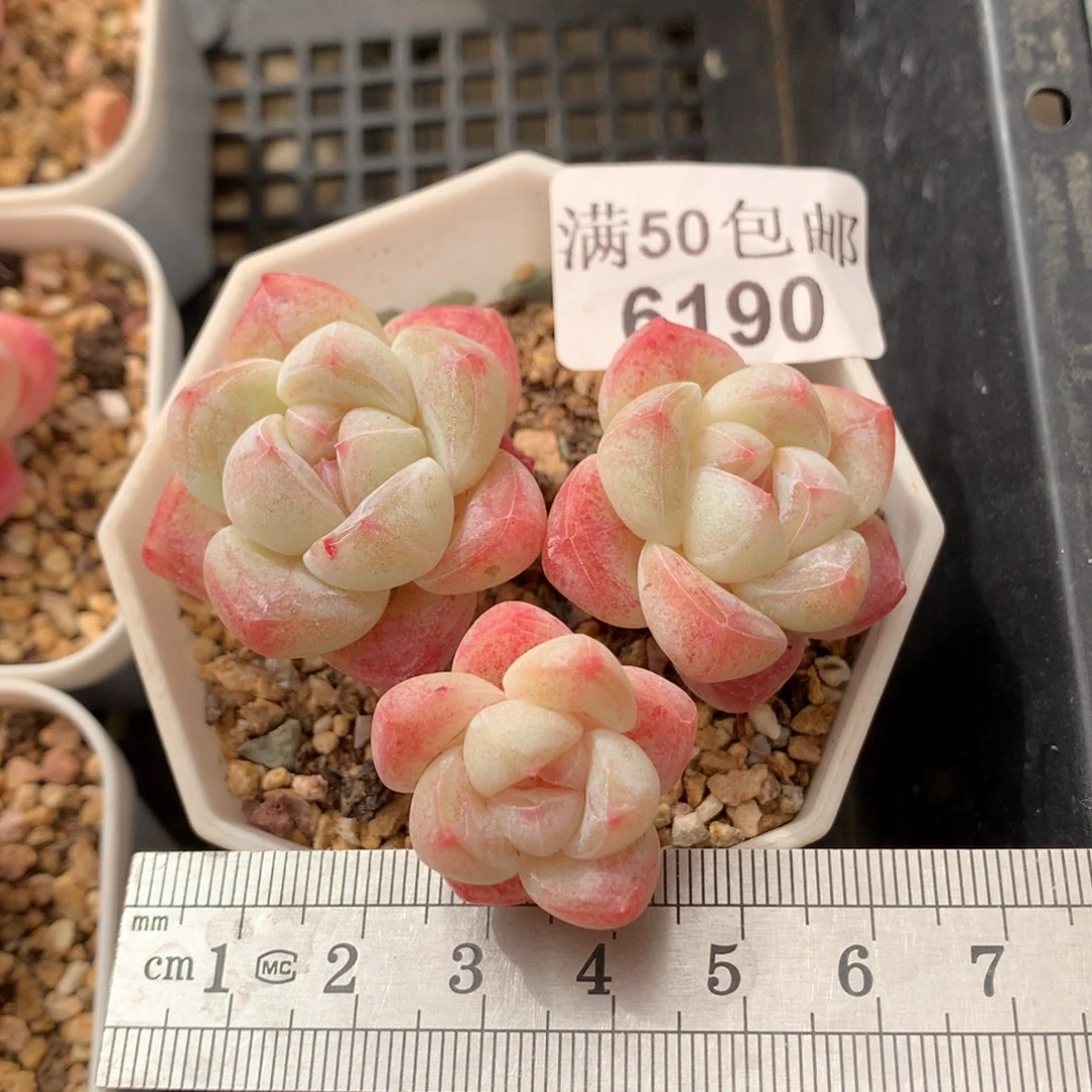 6190。老桩三头白底冰玉。模特。