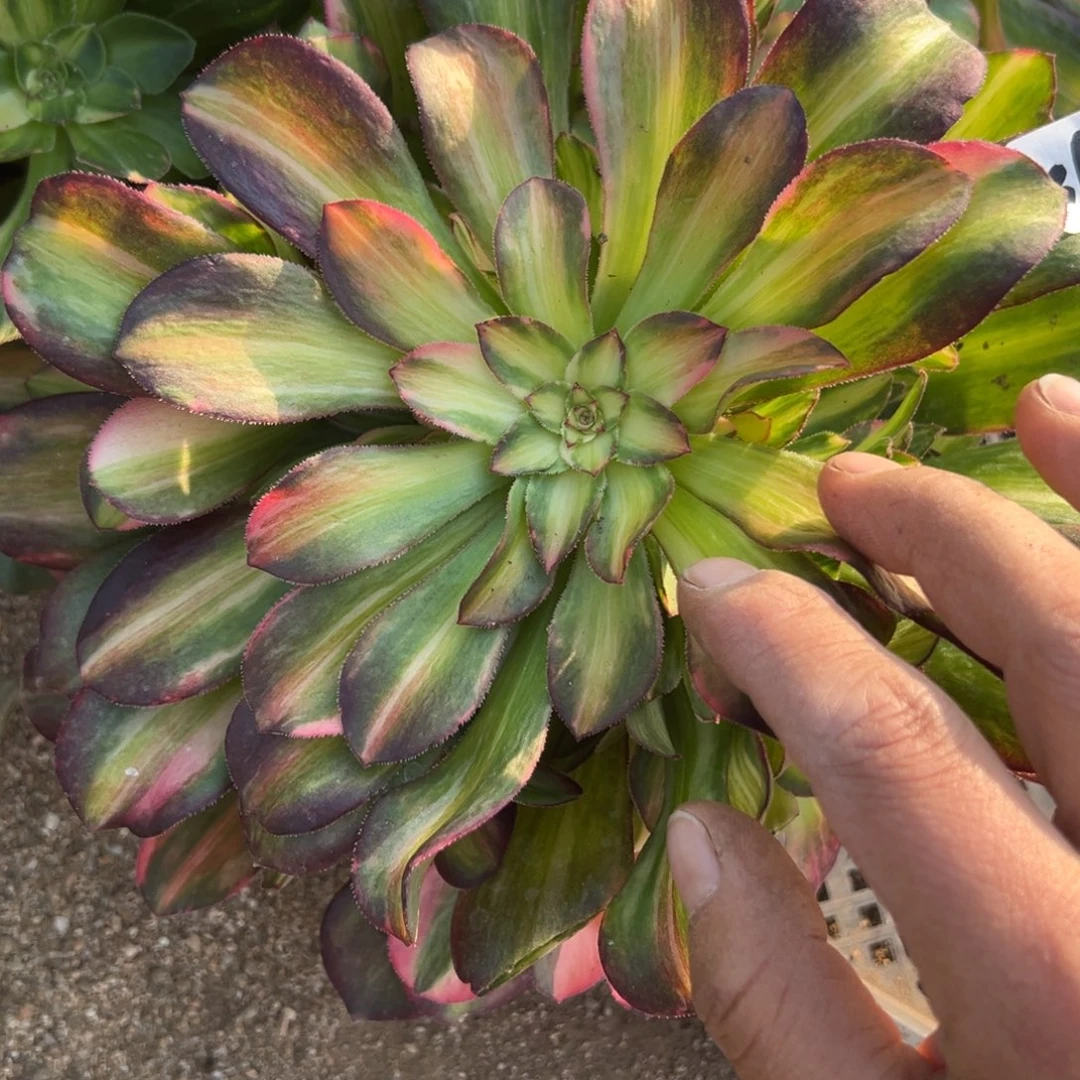 569韶秀七彩多肉植物山东