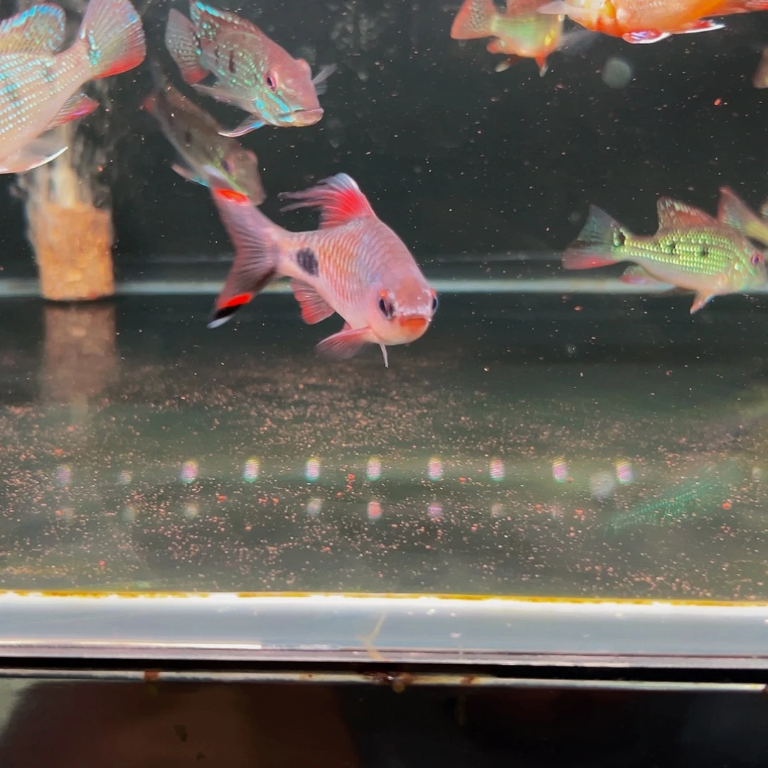 工具鱼紫红大拉丝鱼鱼鱼鱼鱼