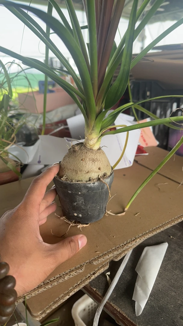 酒瓶兰/养不死的绿植/懒人的天堂/5公分左右/1盆