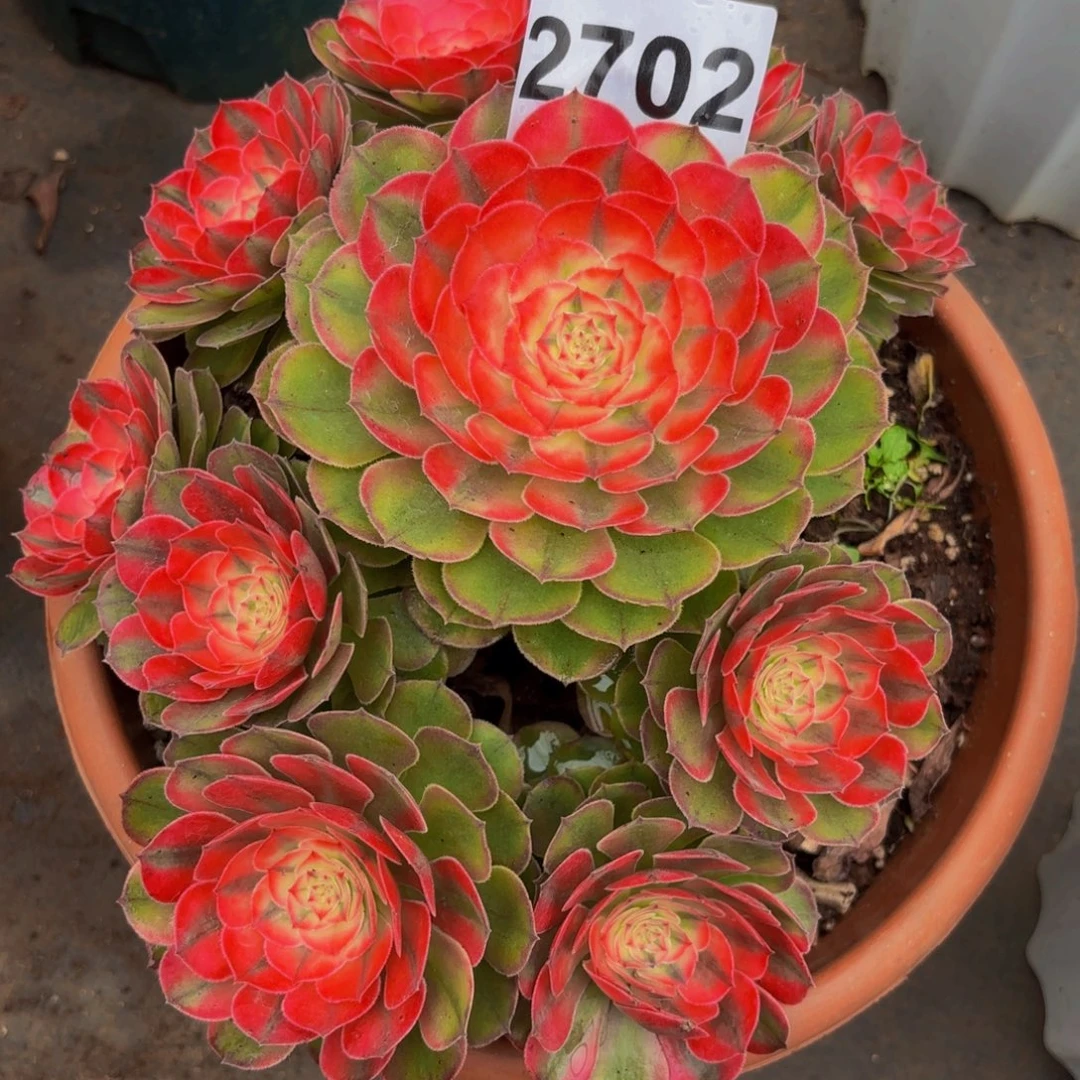 用***莲2702多肉植物荔枝有断枝