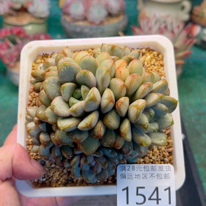 大1541）dbxbxjvhvhhh