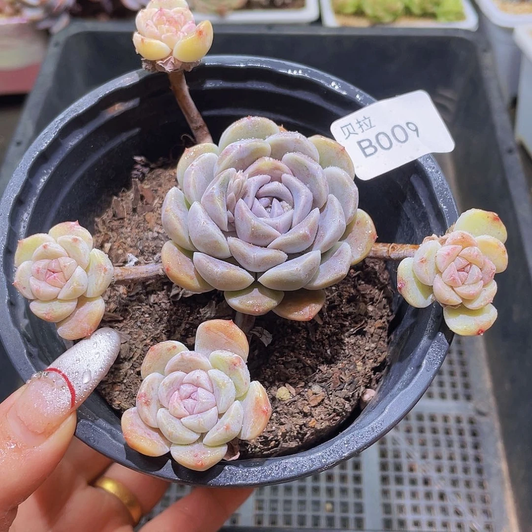 b 009 精品多肉一物一拍