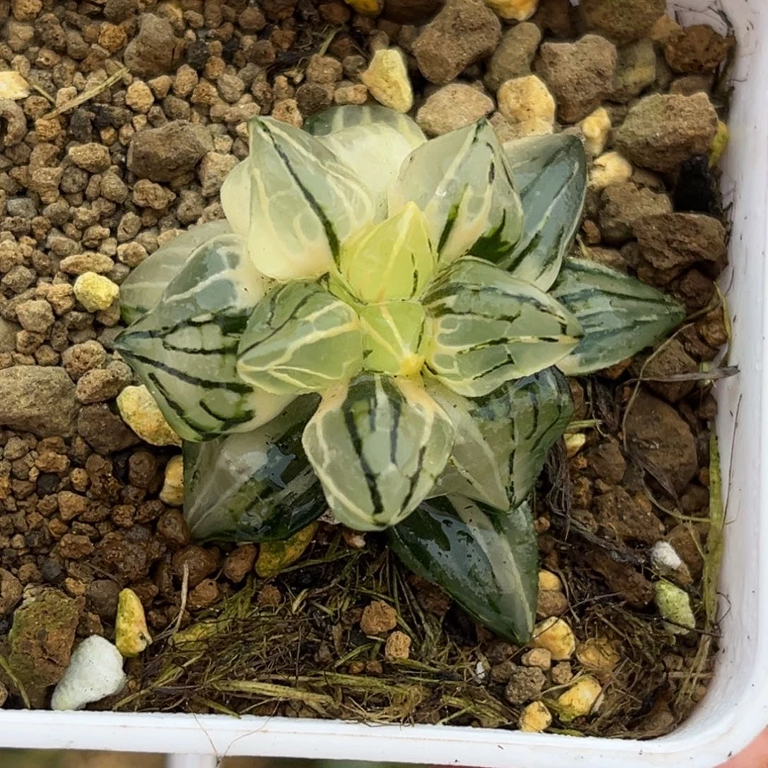 181西瓜寿锦福利专场