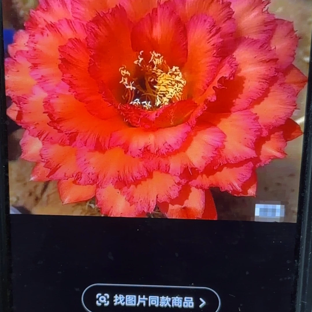 707毛侧牙20包邮仙人球44