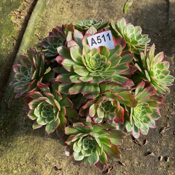 莲花座多肉植物511