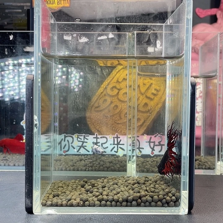 斗鱼67号925早黑毒
