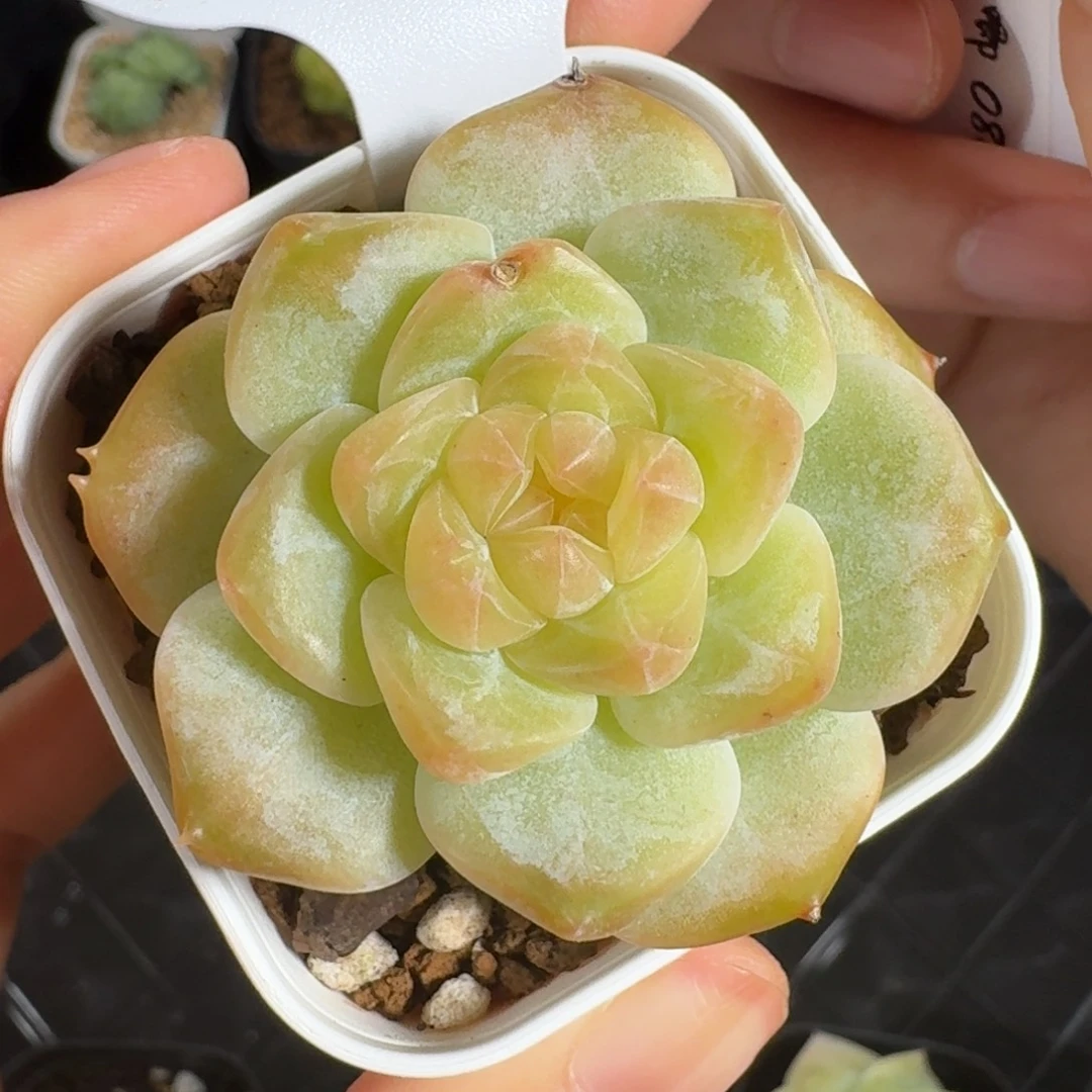 0802-98-编号混一颗