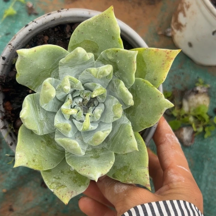 一物一拍～哇哇哇972