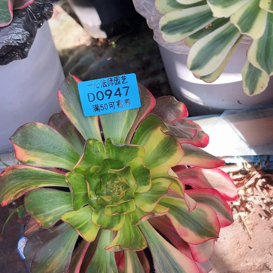 多肉植物多肉植物947