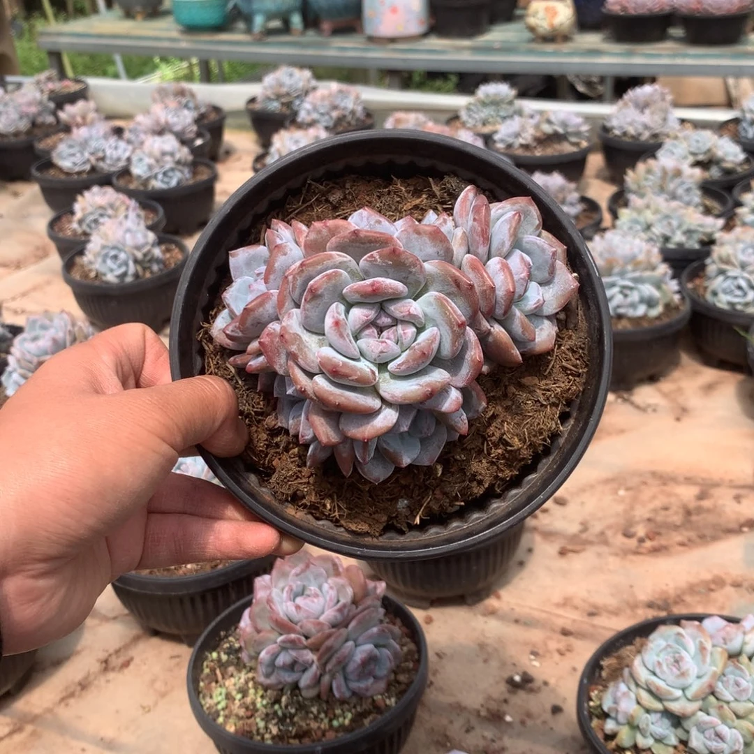 无花朵无砍花花花花花花花花33