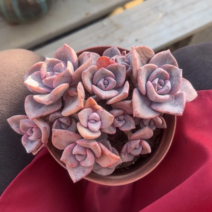 彩虹糖老桩多肉五十包邮