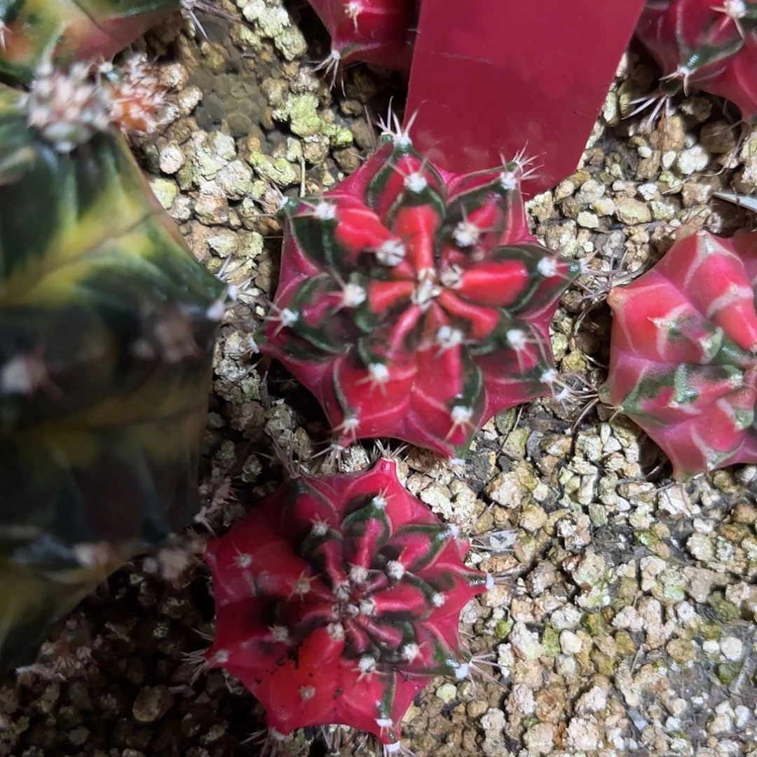 301-1107泰国发货多肉