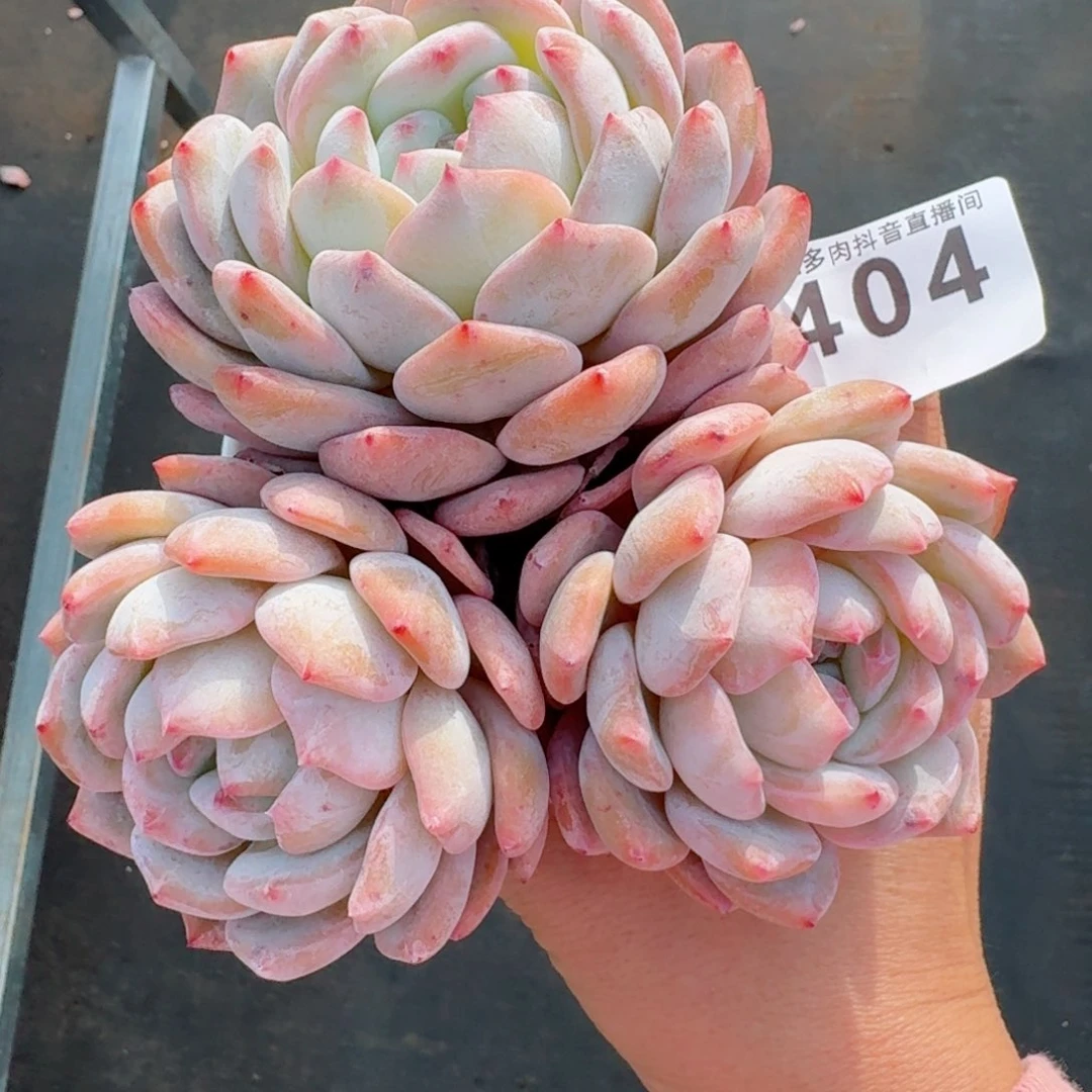 橙子群生         多肉植物