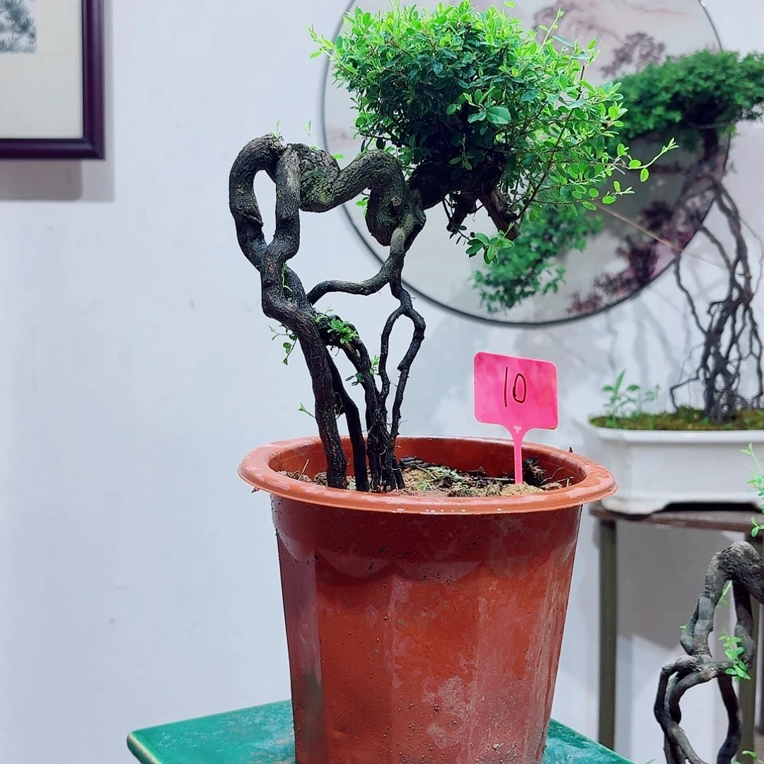 当前无花栽培后可以开花