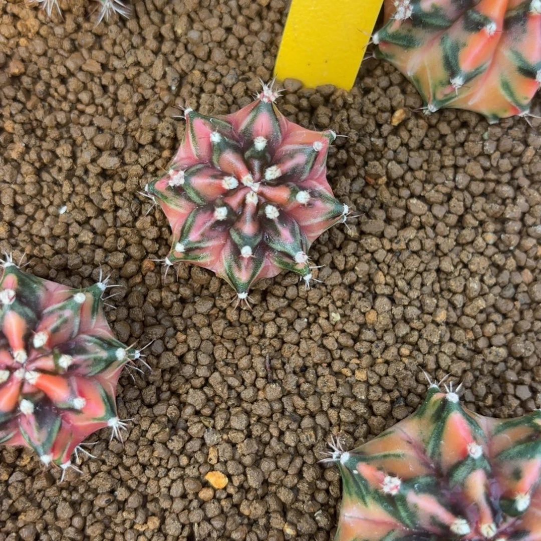 97-0104泰国发货多肉