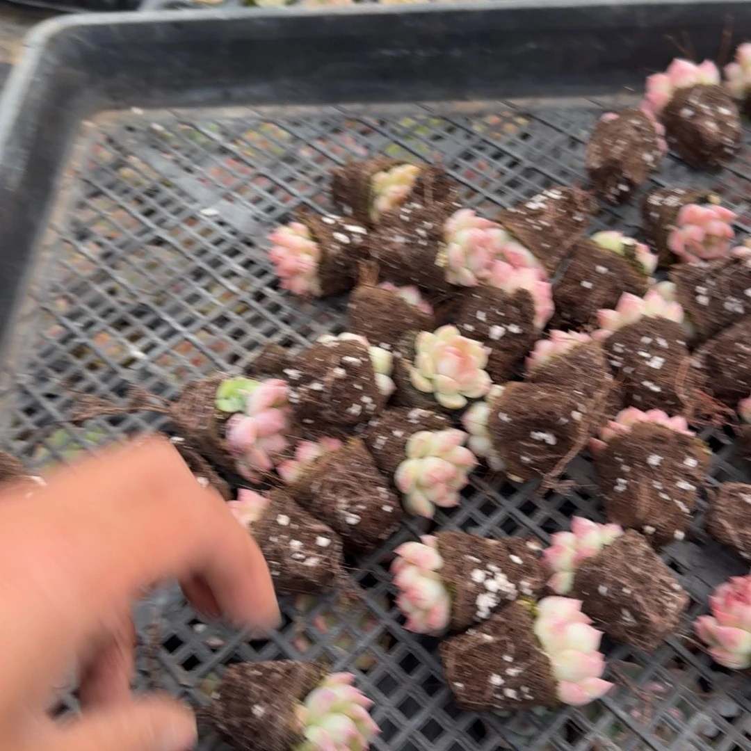 27-36小的珍妮五颗量拍