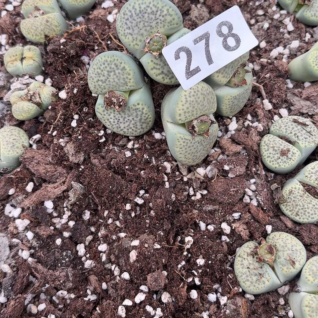 Y***n生石花一物一拍2颗278