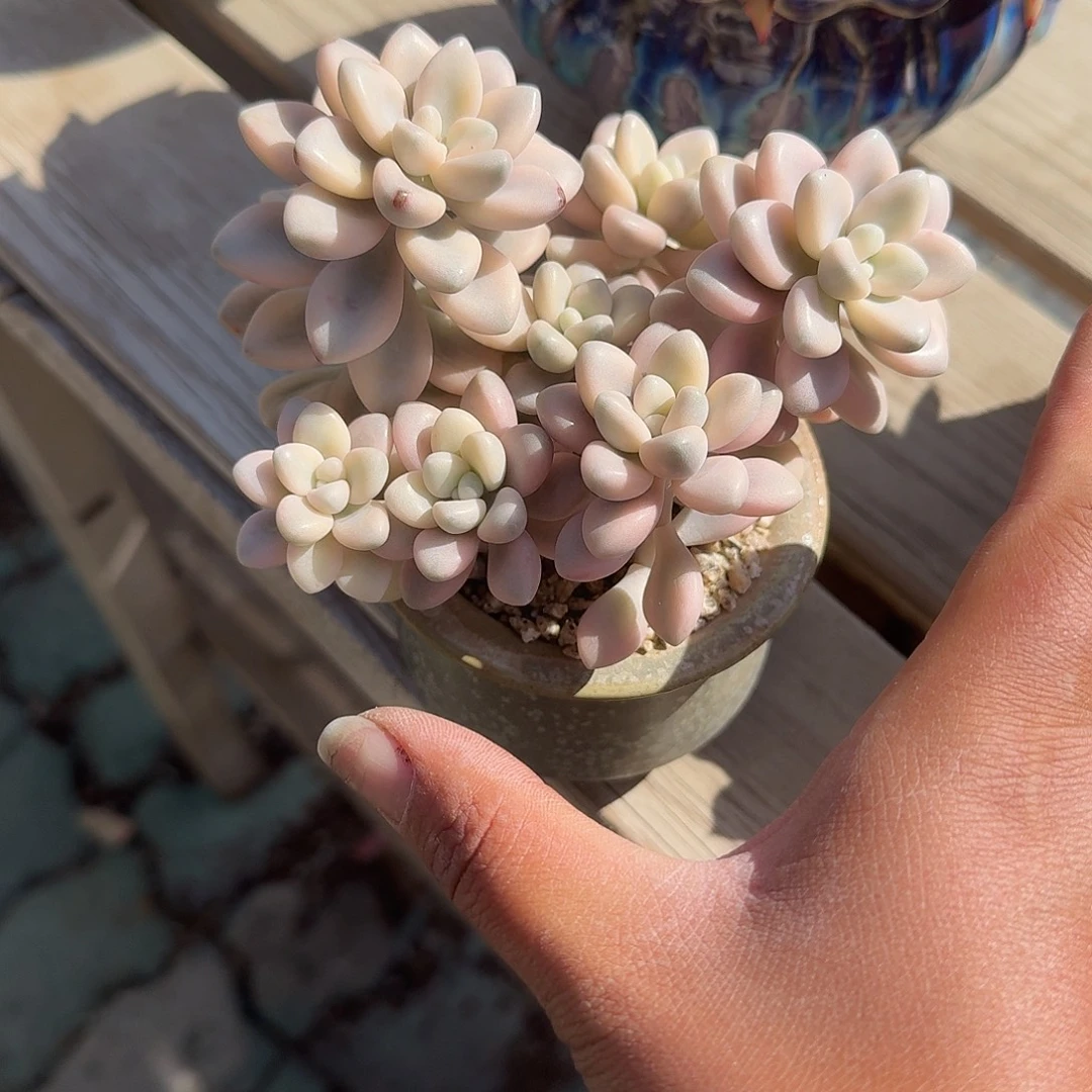 艾伦锦带盆多肉植物
