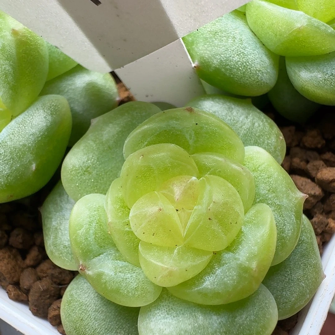 一物一拍一物一拍918-187