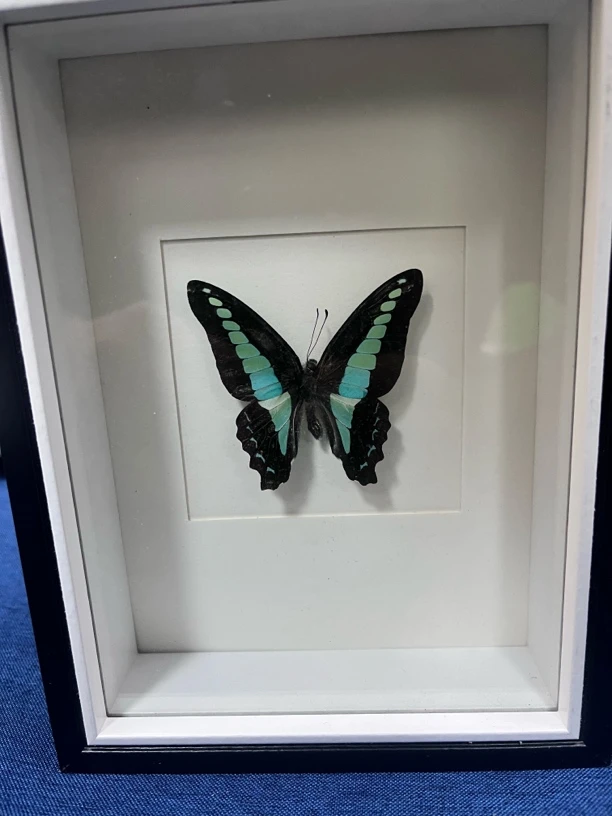特价款蝴蝶标本创意礼品家居摆件蝴蝶相框礼物蝴蝶标本装饰画