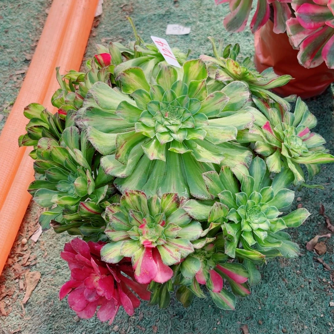 124知否法师多肉植物