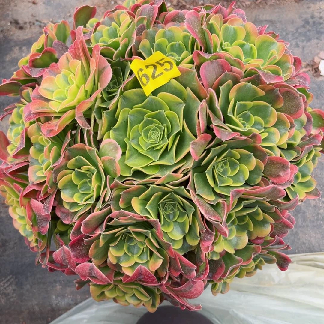 625特斯拉多肉法师