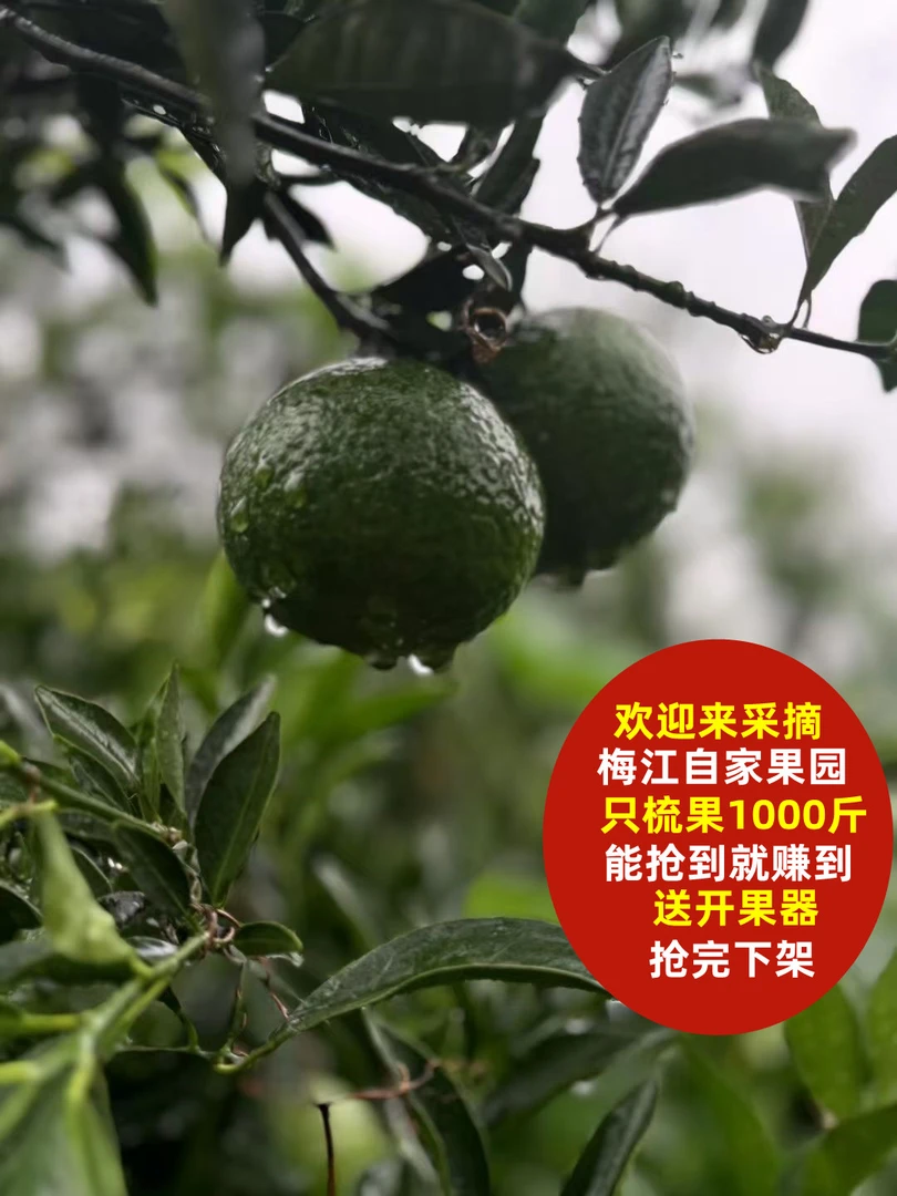 2025正宗梅江圈枝大青鲜果自家果园不退换顺丰快递