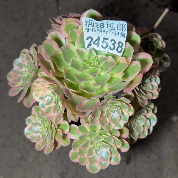 24538南云和多肉植物
