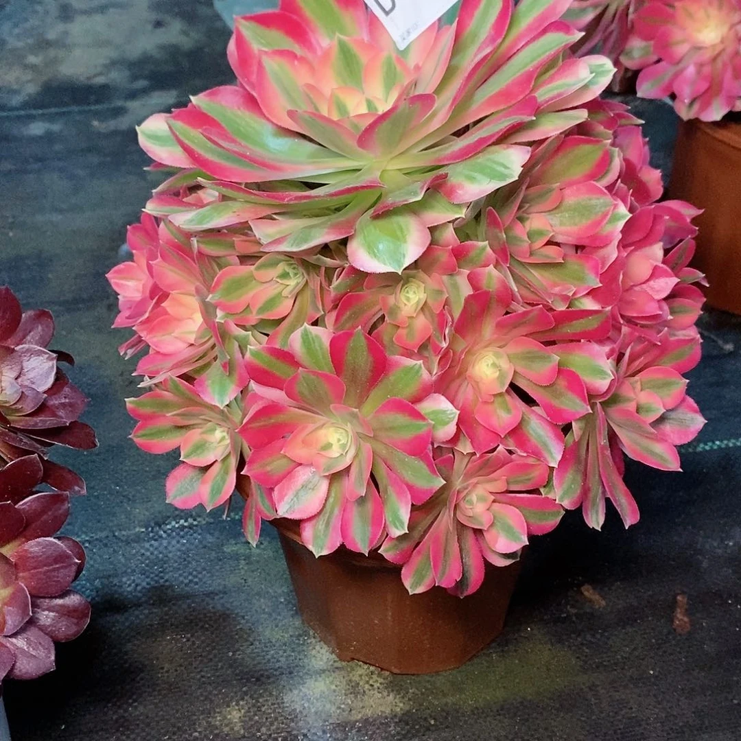 粉女巫292多肉11111