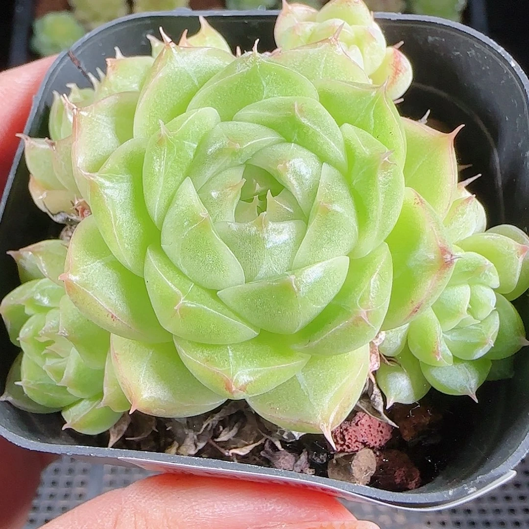 1017-22麦秆优选不包整