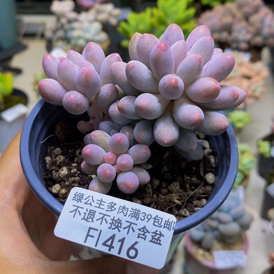 416香水手指奶多肉7cm