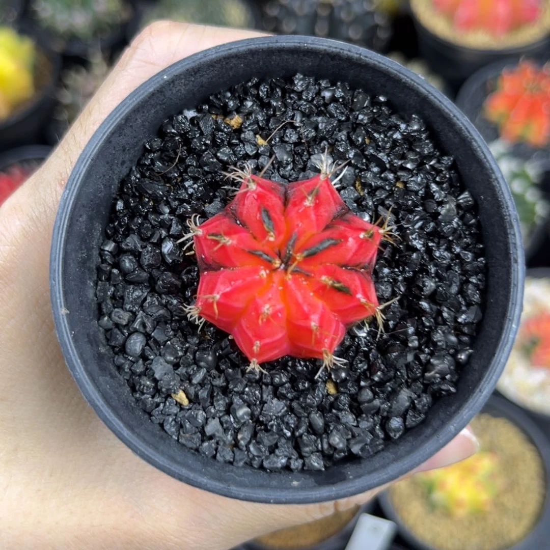 鲜红黑刺座米哈仙人球实生