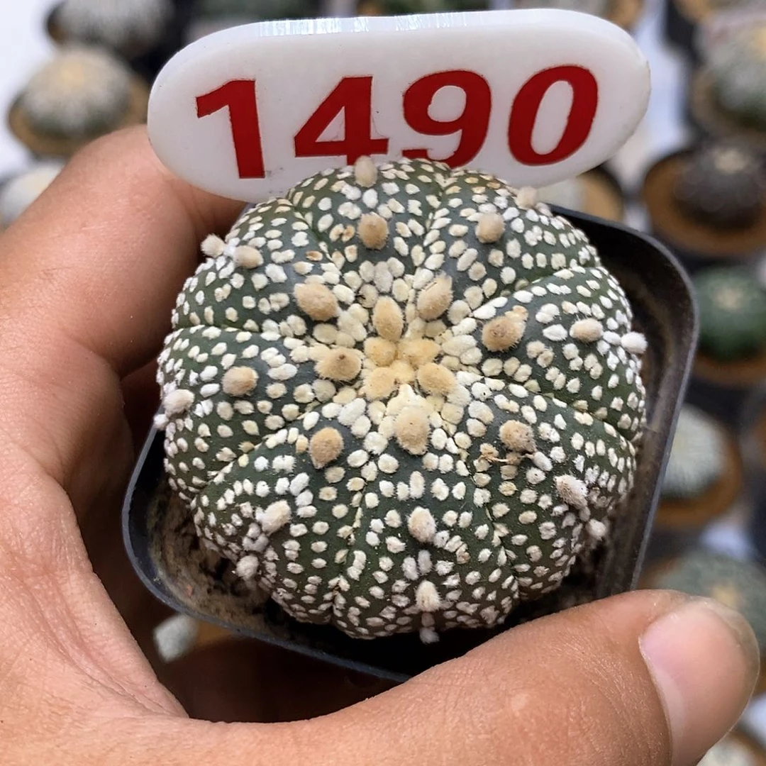 1490奇迹有干疤特价