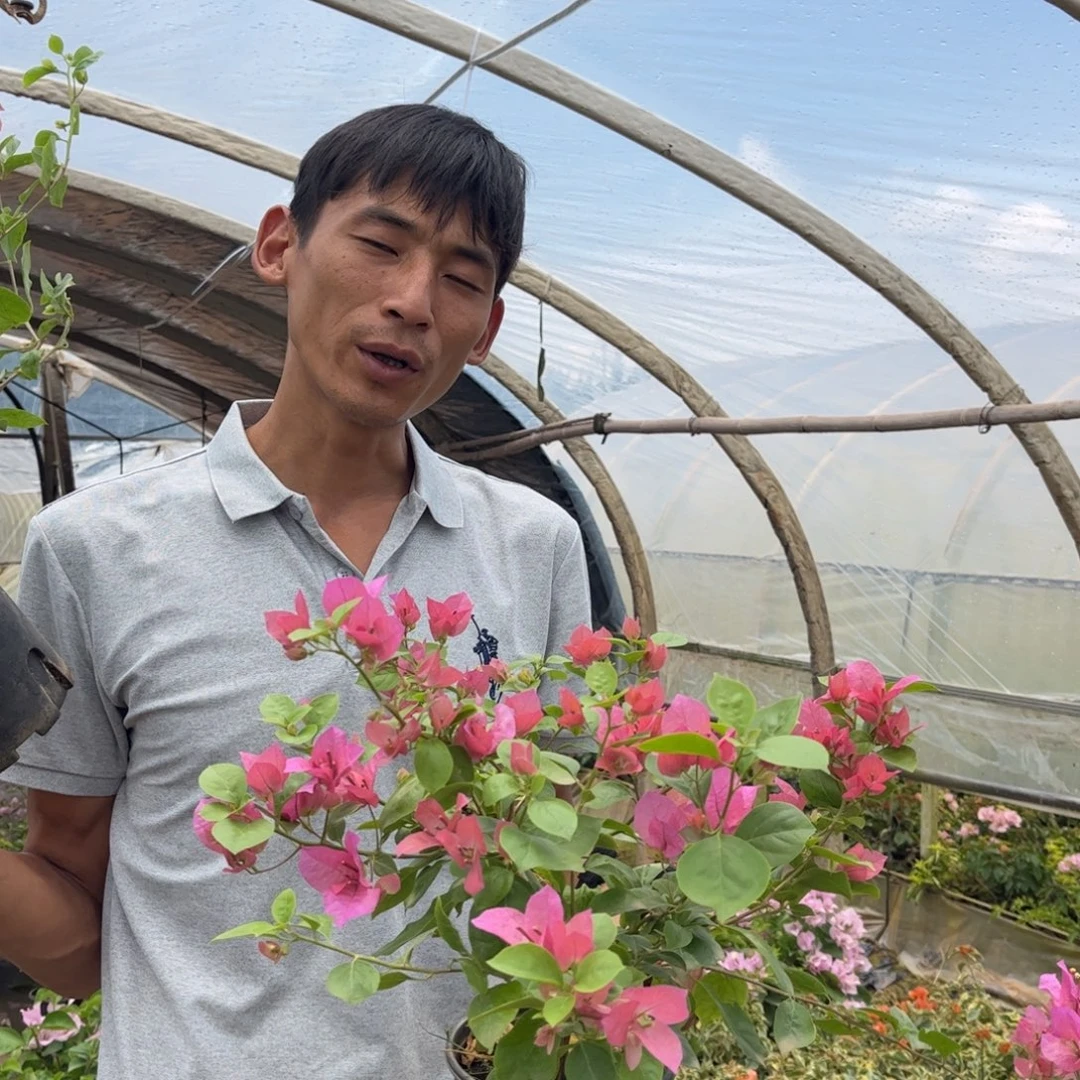 完全开放（水果酒）三角梅会落花落叶会光杆