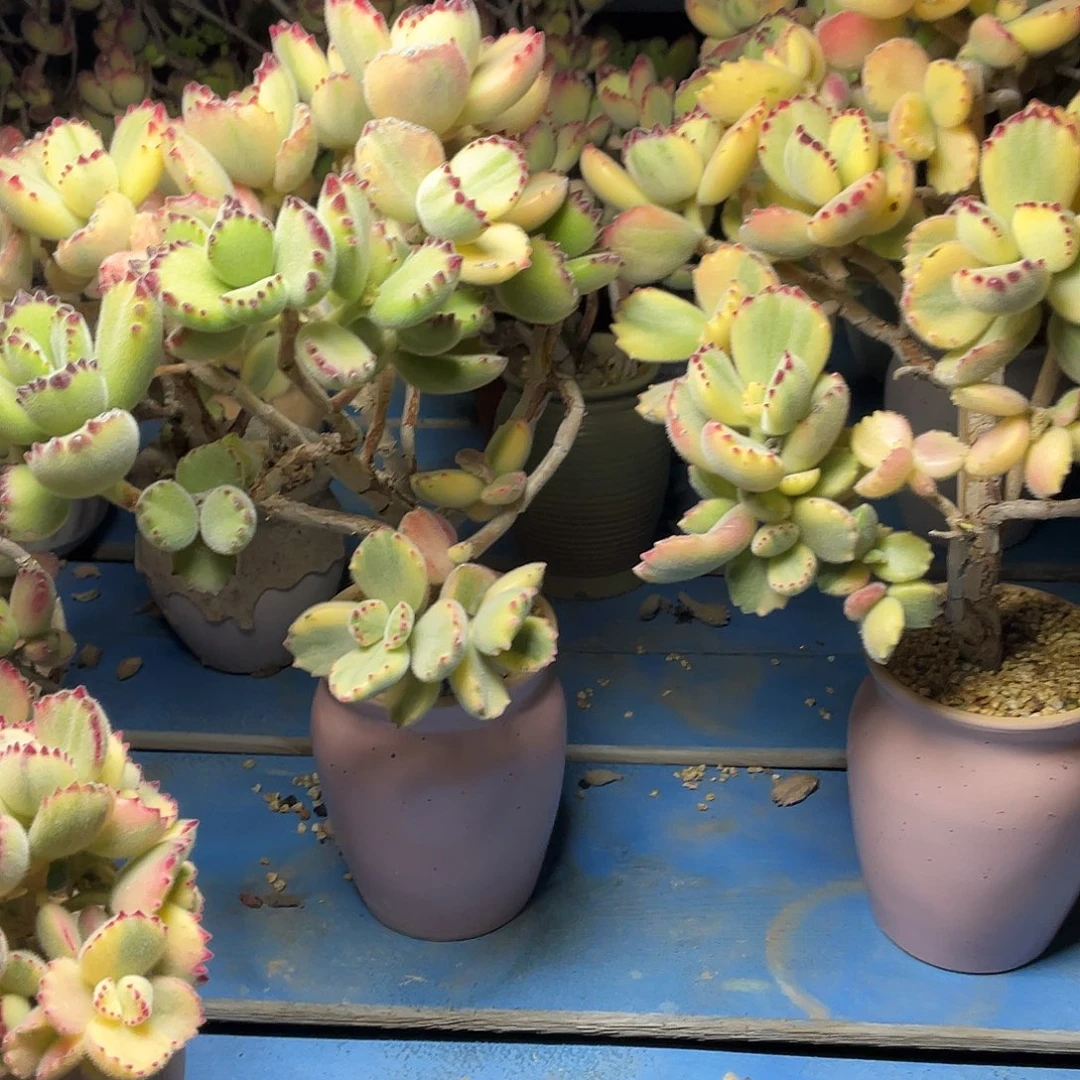 g****a多肉植物的生长发育与生长发育的关系