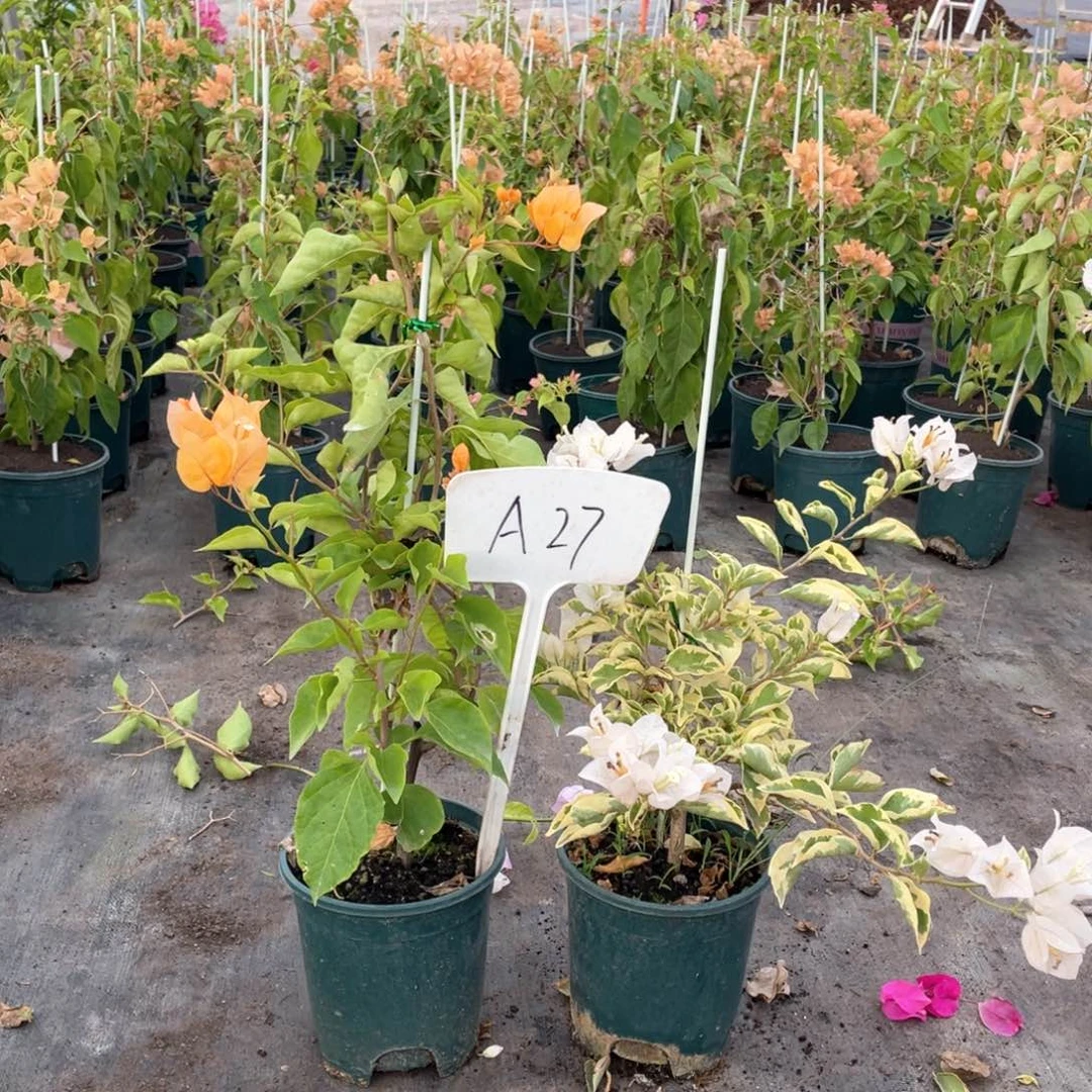 婷***子全部花朵金探戈+银边白A27