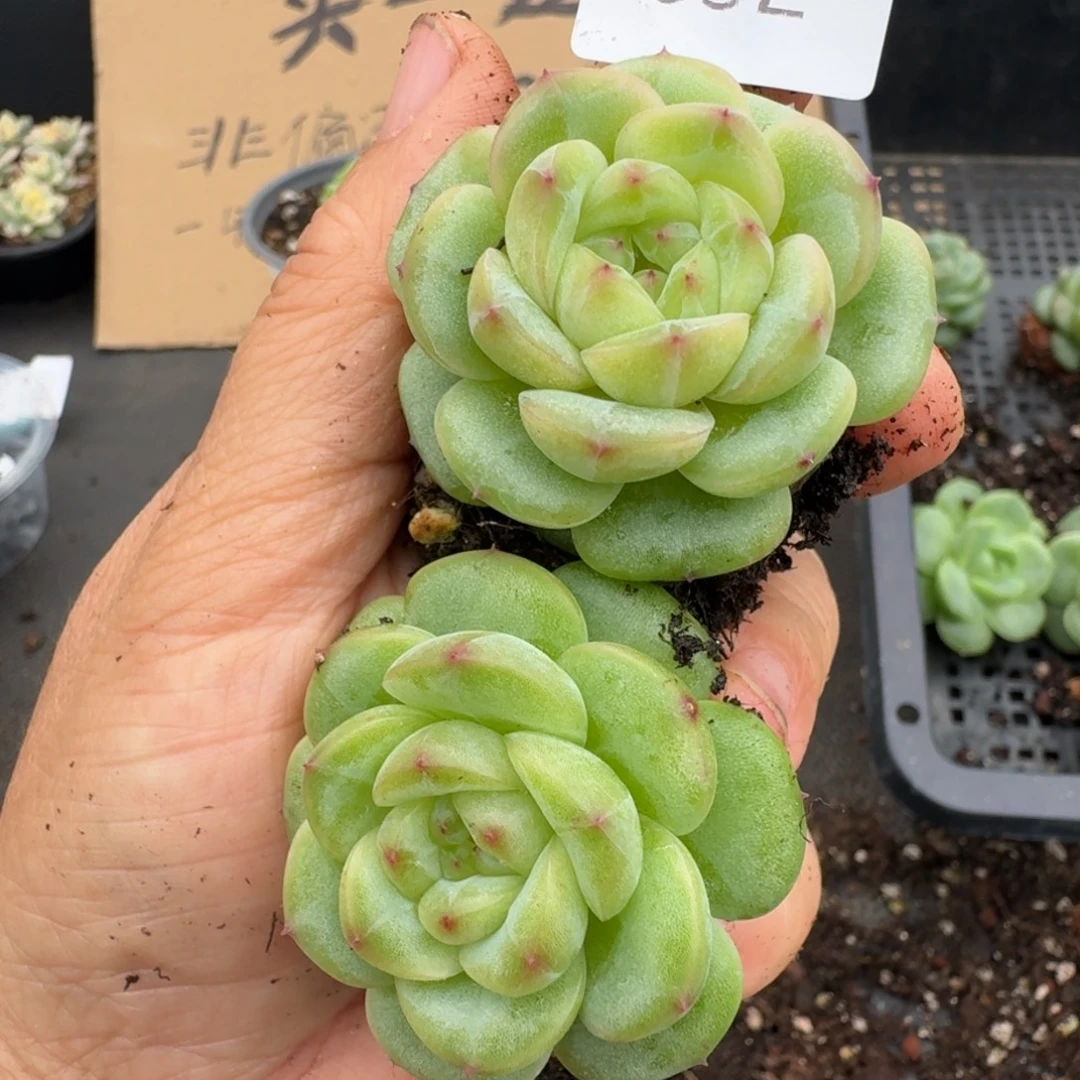 一物一拍一物一拍1108-832