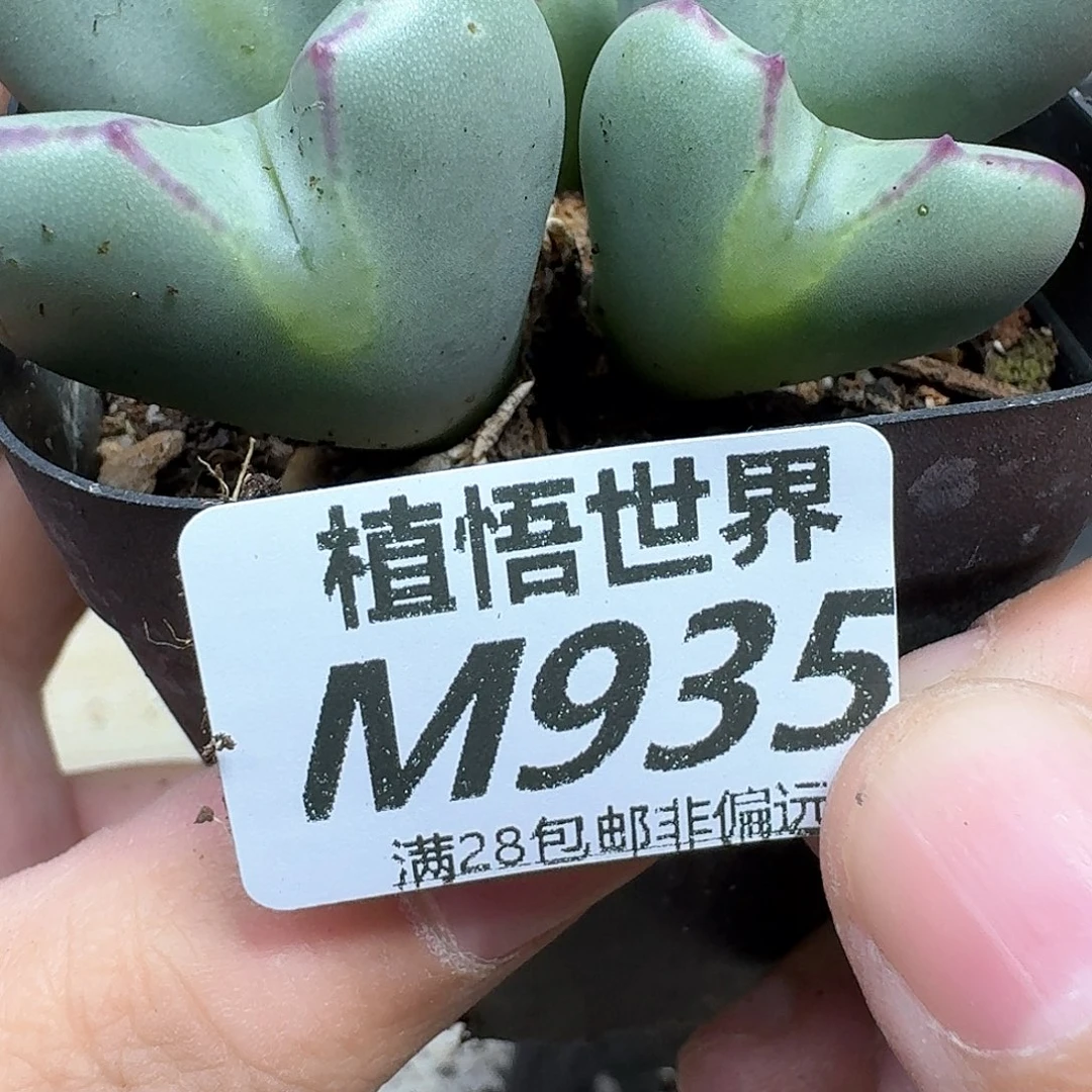 多肉植物的润泽期待