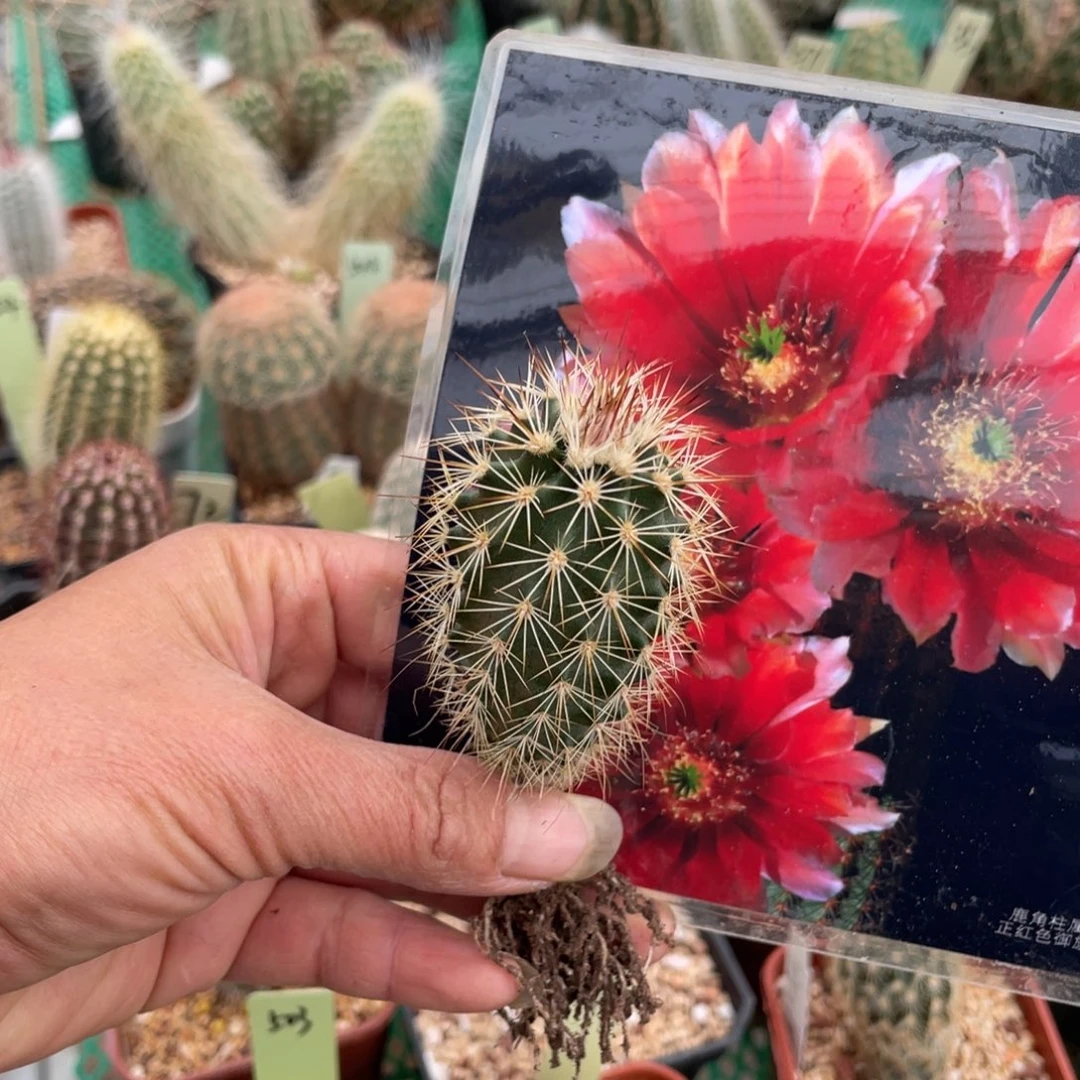鹿角柱实生仙人球正红御旗