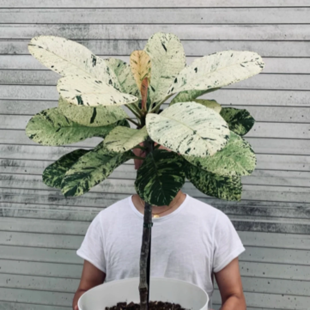 【春田家】各种商品的综合链接 热植花卉直播专用