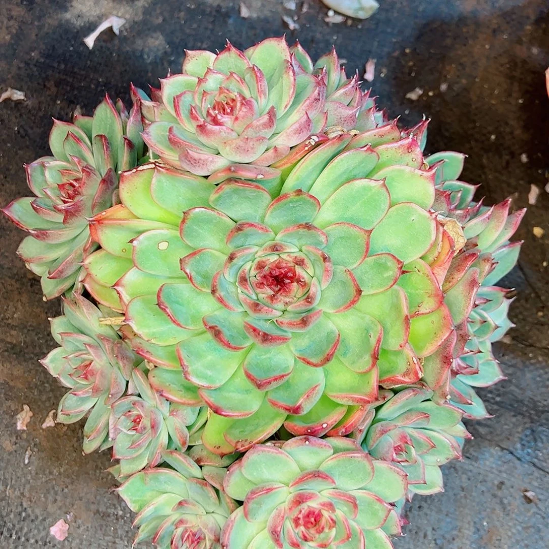 水晶杂大群，一物一拍