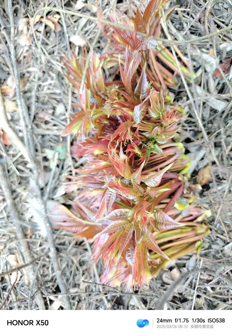 贵州大山野香椿春菜