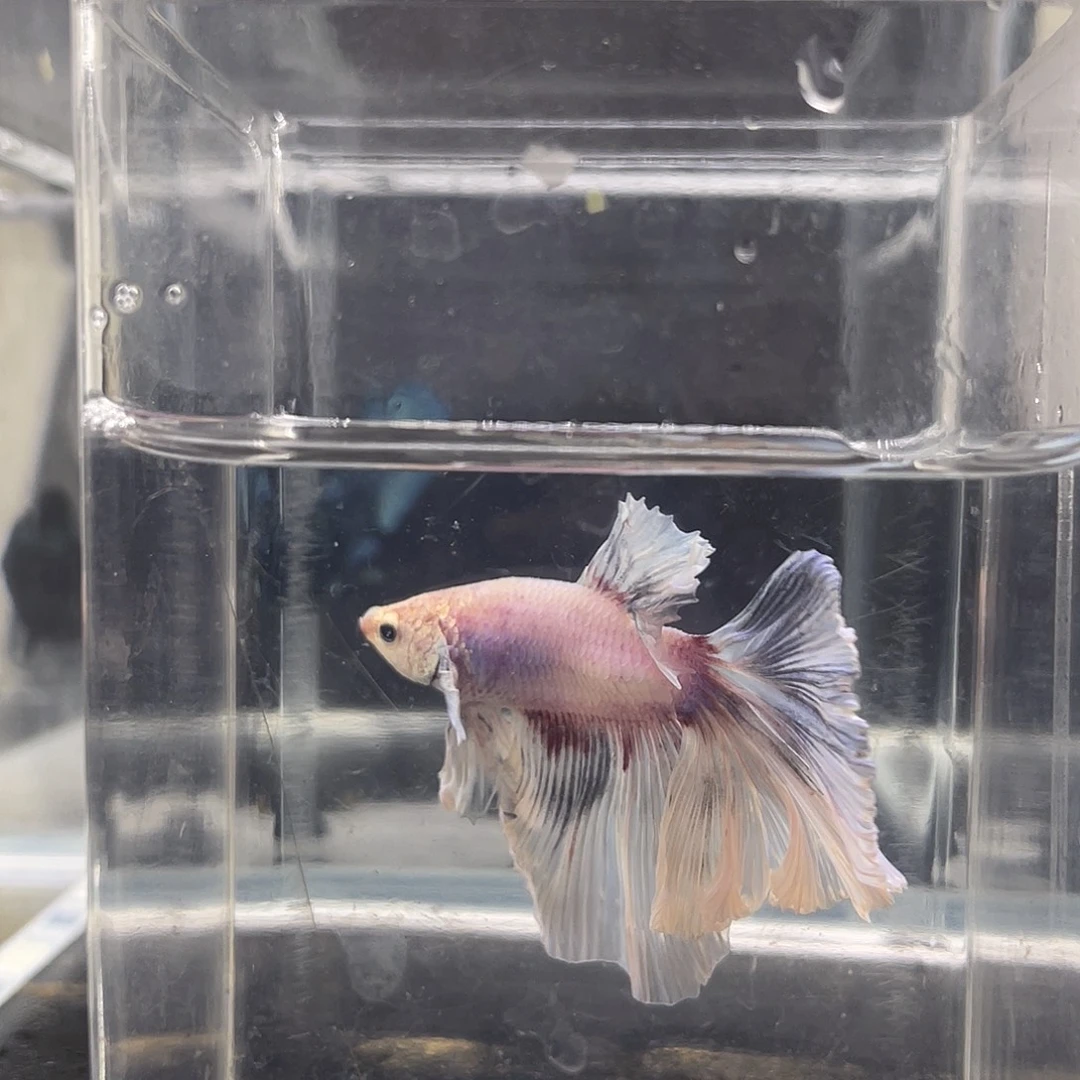 斗鱼可博泰斗082702
