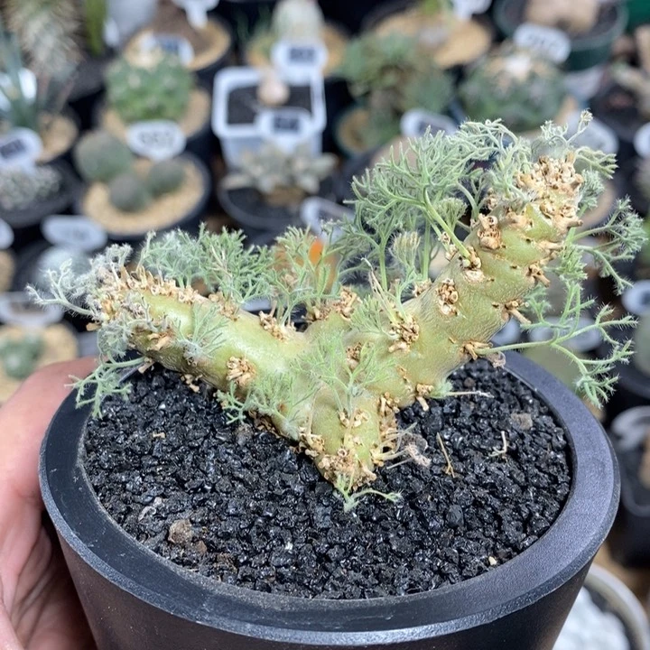 实生白皮月界98号7.5cm