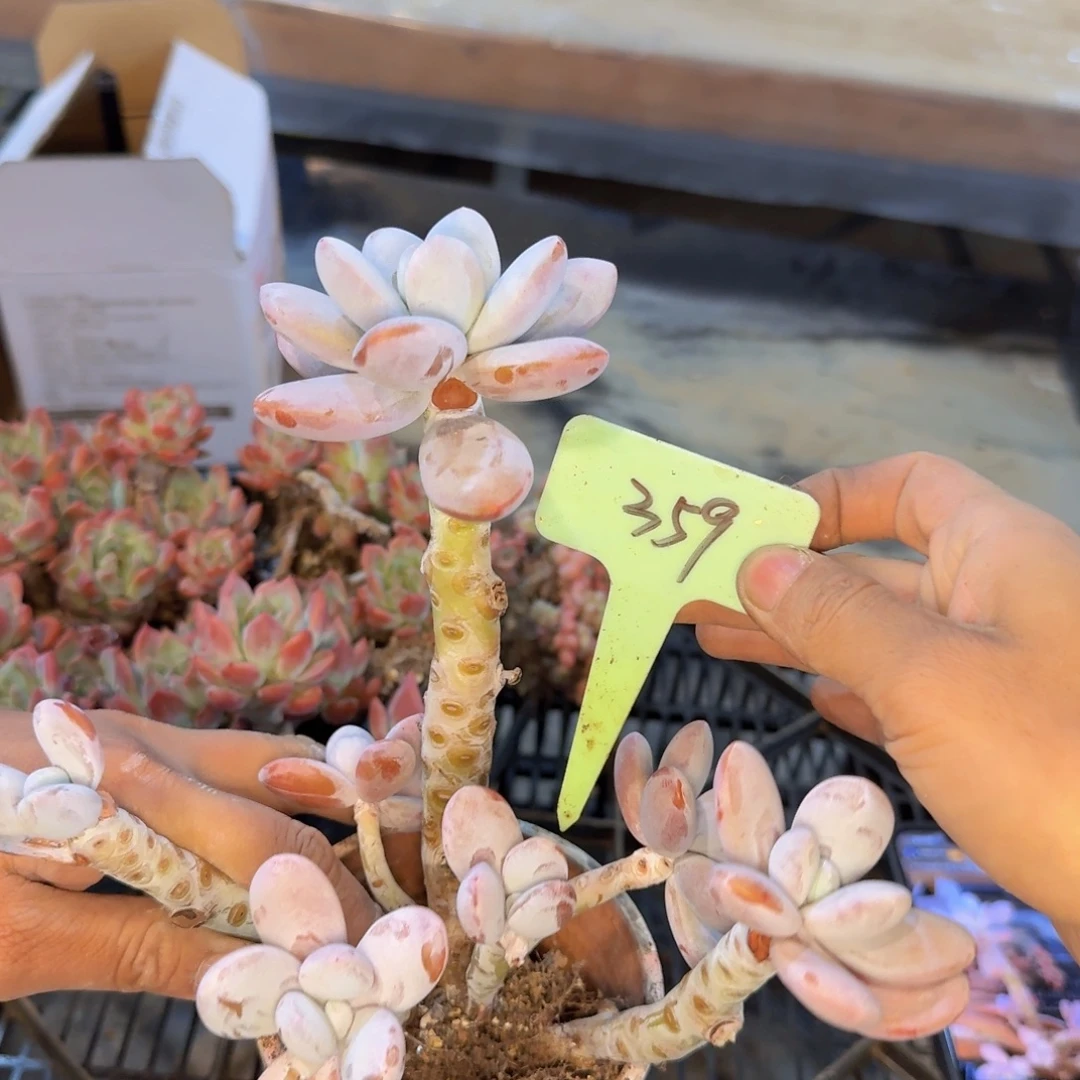 多肉植物的生长发育与