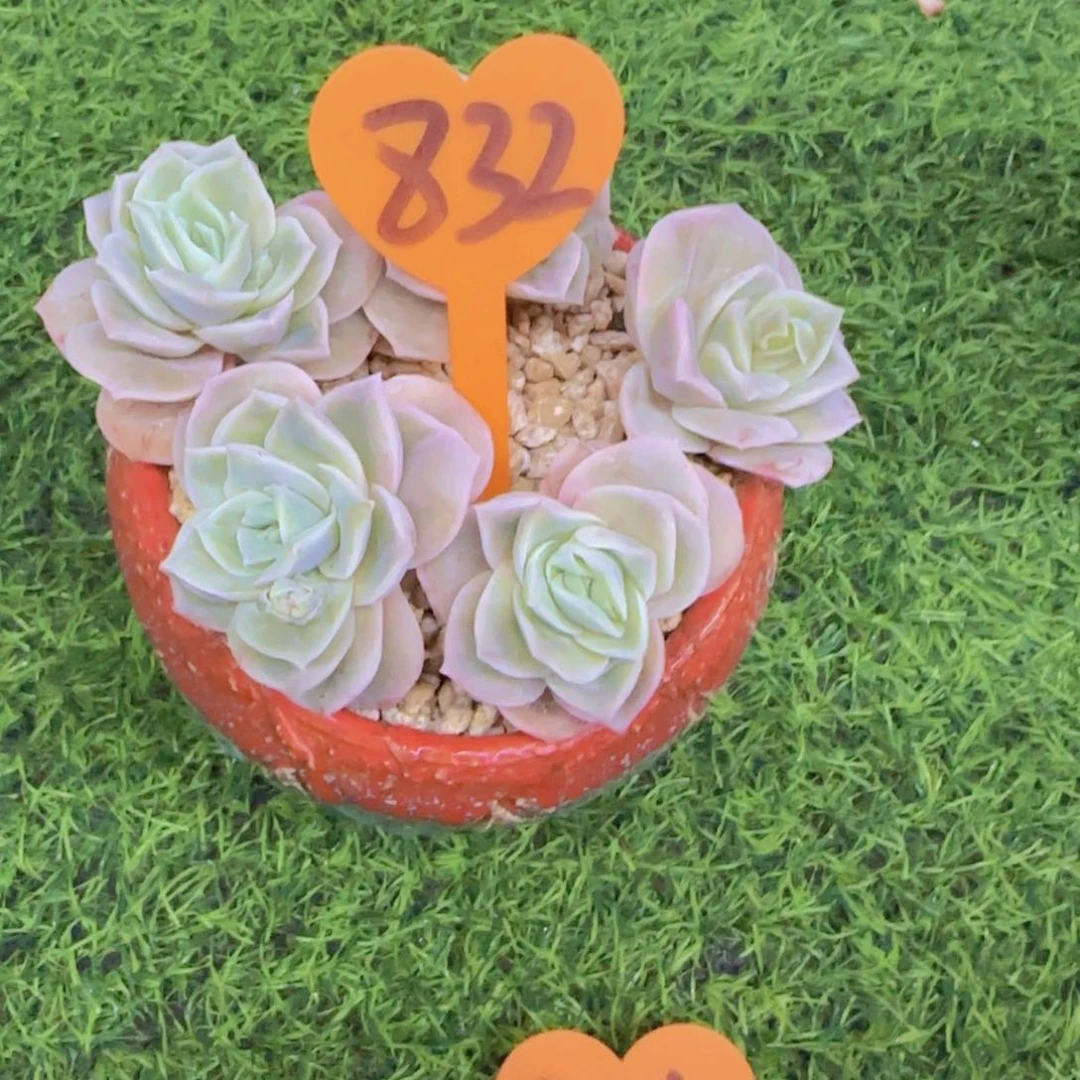 敏*…832多肉植物一物一拍