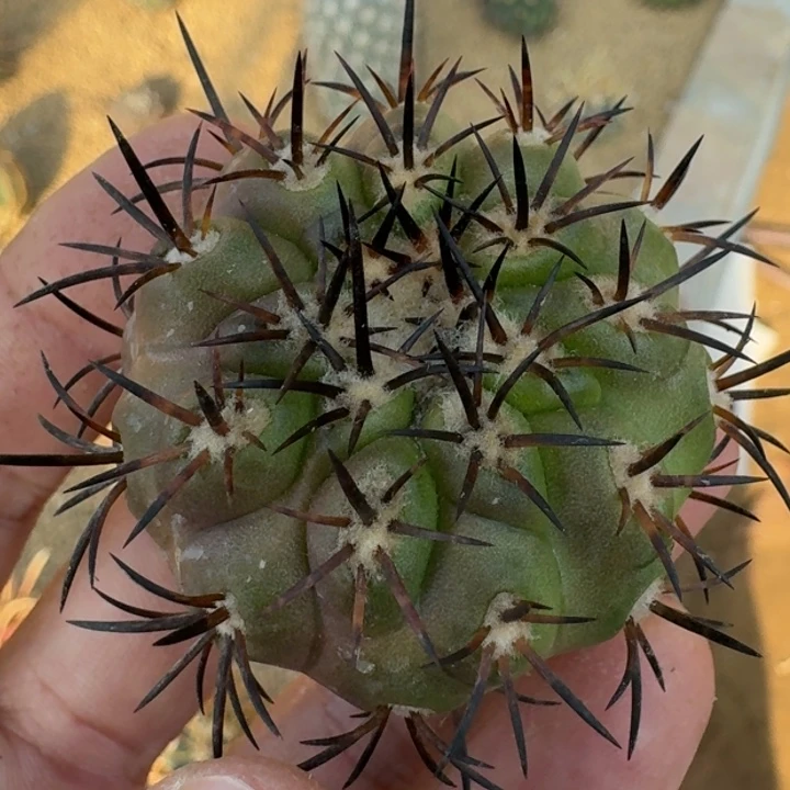 龙须玉无根25555555