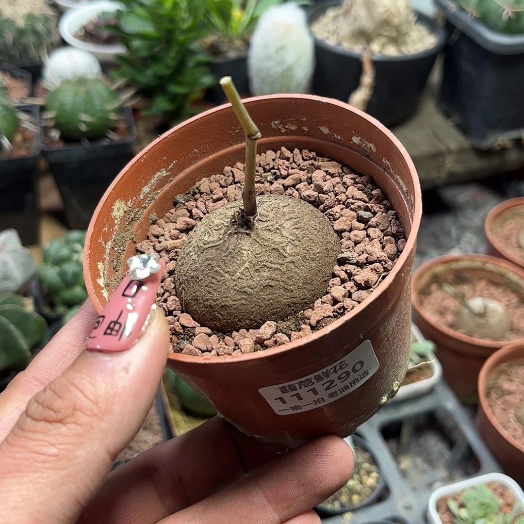 洋***气111290一物一拍单头发仙人球