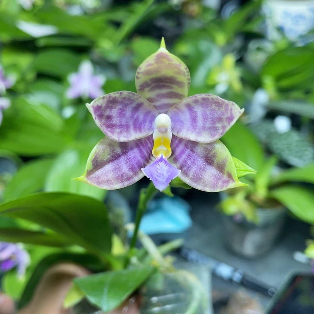 完全开放Yc39开花